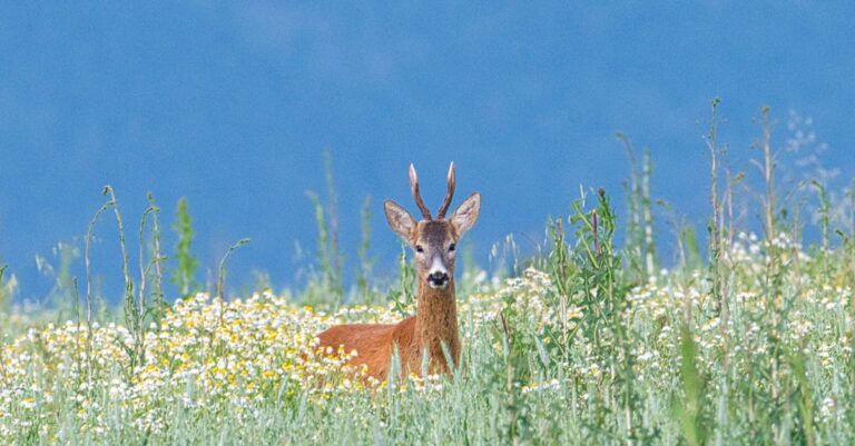 Kaupunginvaltuusto - Järvenpään kaupunginhallitus uudistaa kaupunkia: Autopesula ja perintörahat kestävään kehitykseen