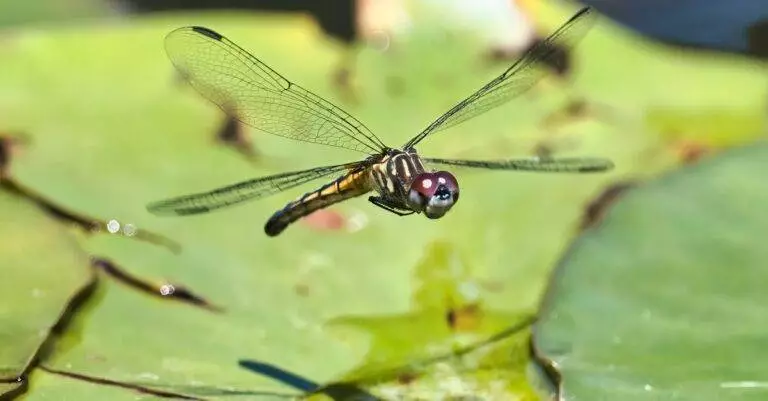 Kasvu - Dover Corp kasvu: Menestyksen salaisuudet monipuolisesta liiketoimintamallista