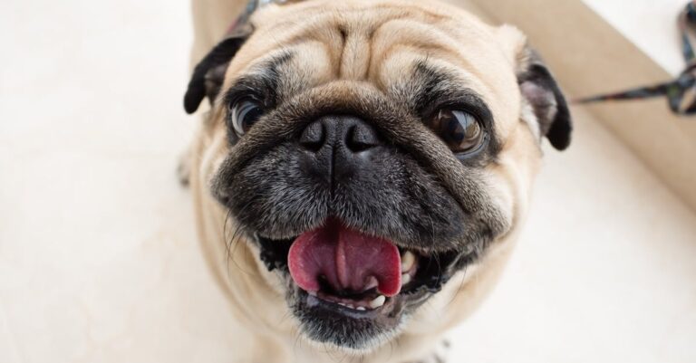 Asuntolaina - Näin hallitset asuntolainan korkoja ja säästät rahaa – Opas asunnonostajille