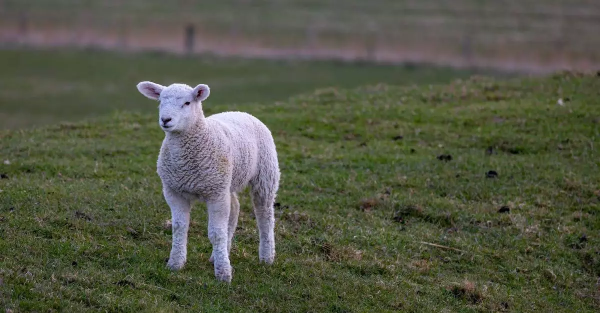 Sijoittaminen - Lamb Weston Holdings: Ranskanperunavallankumouksen Kärjessä